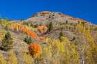 USA, Wyoming. Alpine hillsides in autumn color with Aspen and maple Art Print